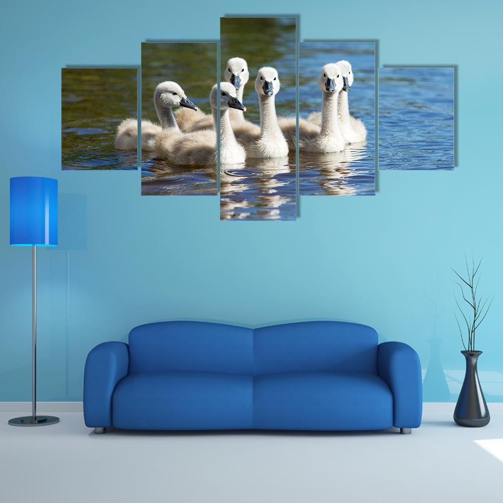 Mall Fluffy Swans Swimming On Blue Lake Water – Animal 5 Panel Canvas ...