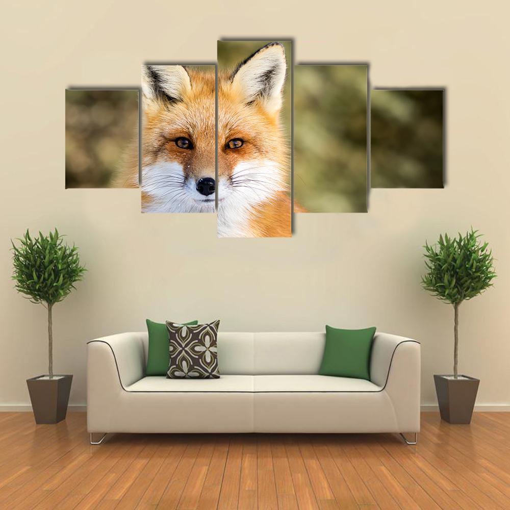 Red Fox Vulpes Sitting Up At Attention – Animal 5 Panel Canvas Art Wall ...